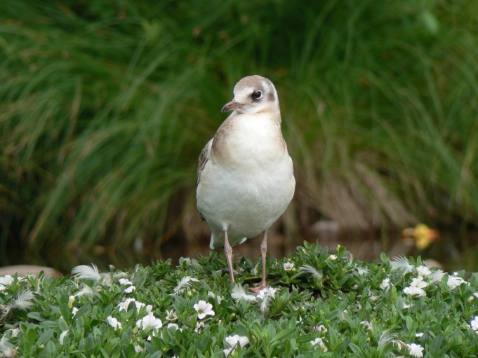 Fågel; Foto: Andreas Rejbrand