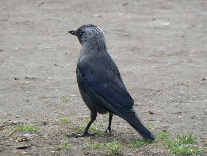 Fågel; Foto: Andreas Rejbrand