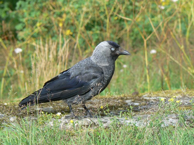 Fågel; Foto: Andreas Rejbrand