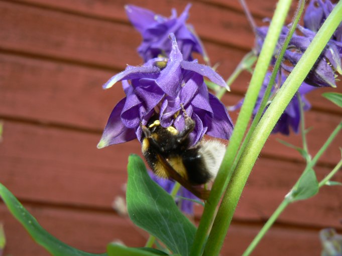 Blomma och bi; Foto: Andreas Rejbrand