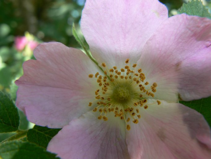 Blomma; Foto: Andreas Rejbrand