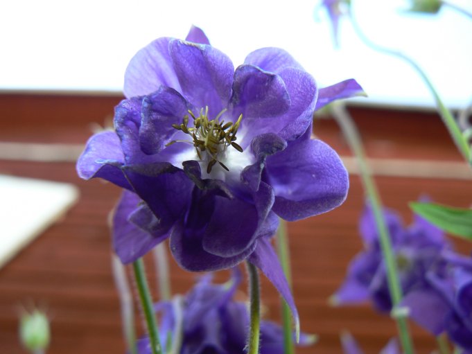 Blomma; Foto: Andreas Rejbrand