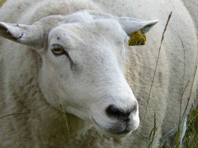 Får; Foto: Andreas Rejbrand