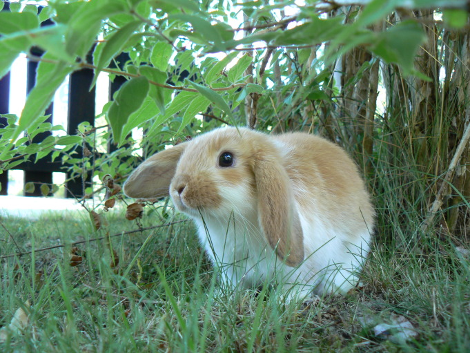 Kanin (dvärgvädur); Foto: Andreas Rejbrand