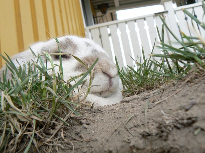 Kanin (dvärgvädur); Foto: Andreas Rejbrand