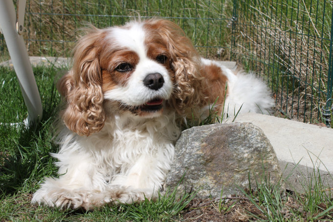 Sally solar på gräsmattan, 2020 (Cavalier king charles spaniel); Foto: Andreas Rejbrand