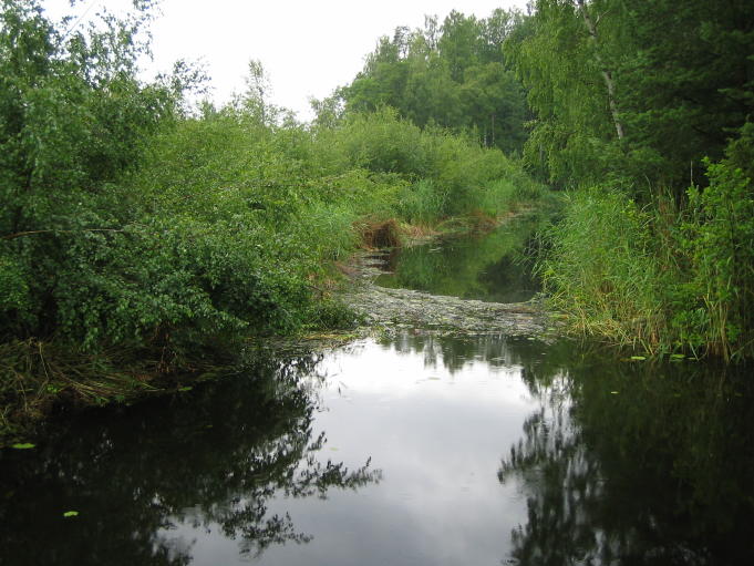 Skogsstig; Foto: Andreas Rejbrand