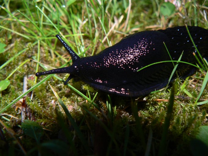 Snigel; Foto: Andreas Rejbrand