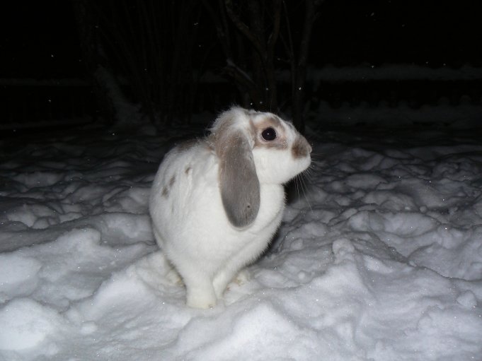 Kanin (dvärgvädur) i snön; Foto: Andreas Rejbrand