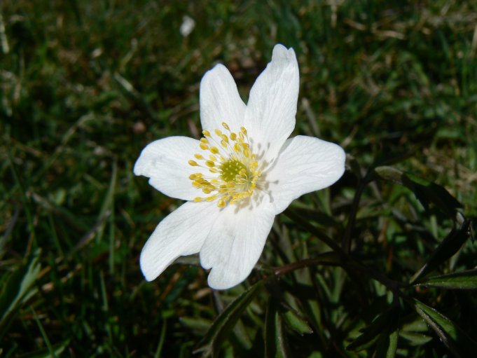 Blomma (vitsippa); Foto: Andreas Rejbrand